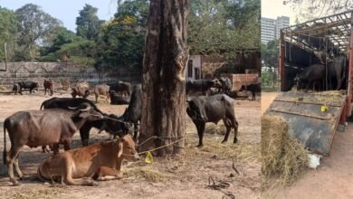 Mangaluru Kadri police rescue 24 cows being transported illegally