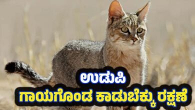 Udupi wild cat rescue forest department treatment