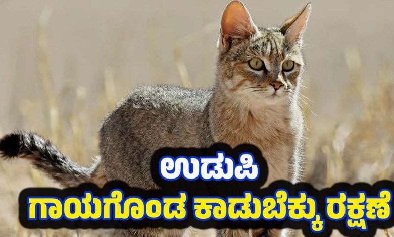 Udupi wild cat rescue forest department treatment