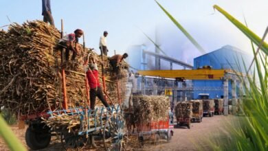 sugarcane farmers