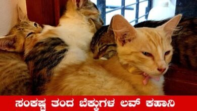 cat love story