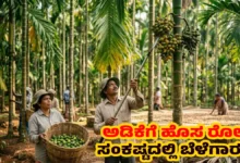 how to manage new arecanut disease Karnataka 2026