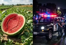 watermelon