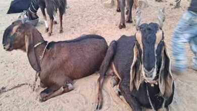 ರೈತರ ಪಾಲಿನ ಕಾಮಧೇನು ಈ ಮೇಕೆ! ವರ್ಷಕ್ಕೆ ಎರಡು ಬಾರಿ ಮರಿಗಳು, ಭರ್ಜರಿ ಆದಾಯ
