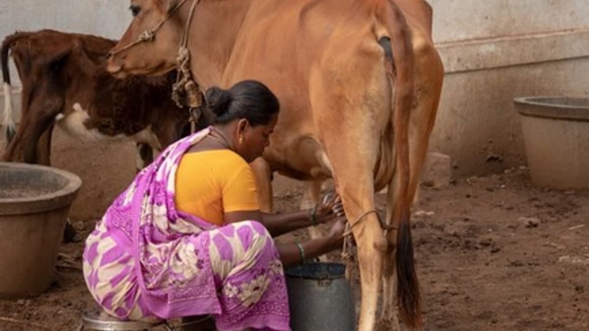 ಹಸು ಎಮ್ಮೆ ಖರೀದಿಗೆ ಸಹಾಯಧನ: ಮಹಿಳೆಯರಿಂದ ಅರ್ಜಿ ಆಹ್ವಾನ