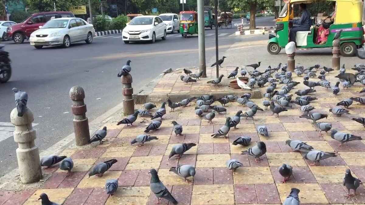 ಪಾರಿವಾಳಗಳಿಗೆ ಆಹಾರ ನೀಡುವ ಪದ್ಧತಿಗೆ ರಾಜ್ಯ ಸರ್ಕಾರದಿಂದ ಬ್ರೇಕ್​!