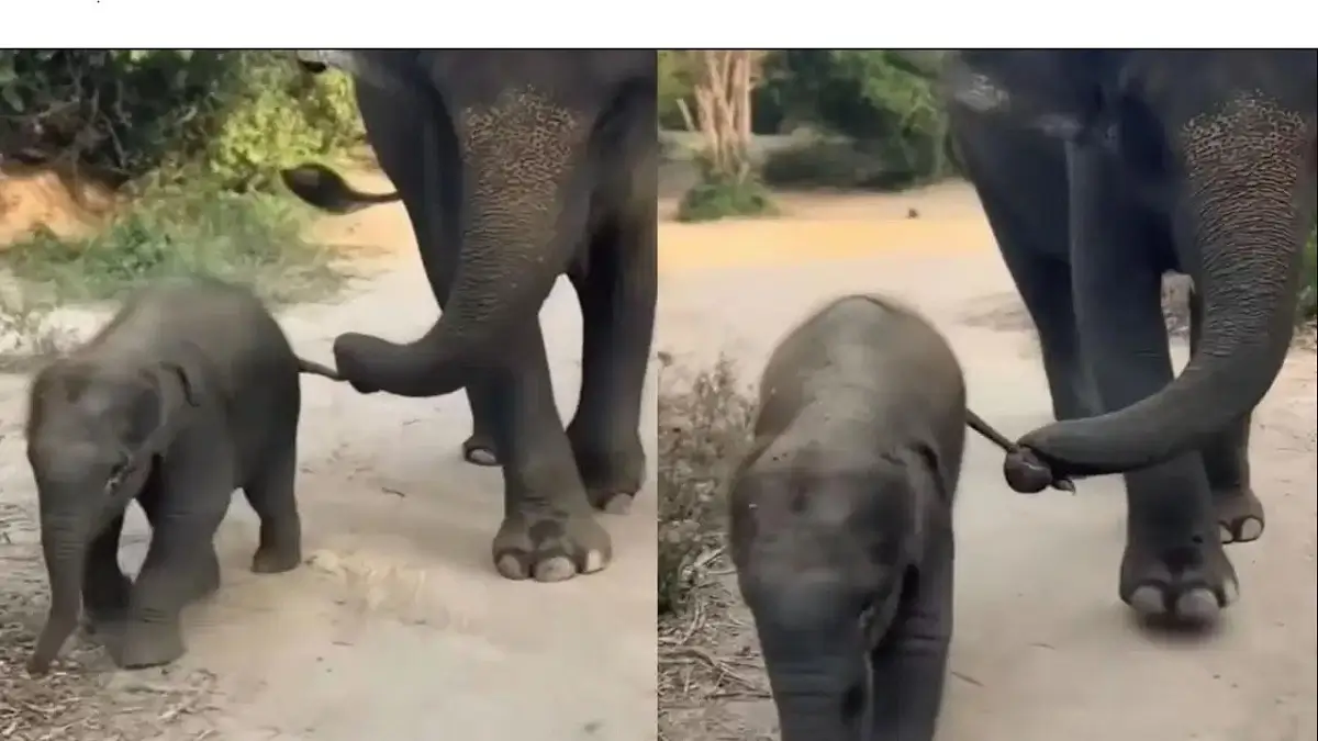 Viral Video: ಬೀಳಲು ಹೋದ ಮರಿಯಾನೆಯ ಬಾಲ ಹಿಡಿದ ತಾಯಾನೆ! ತಾಯಿ-ಮರಿಯ ಅಪರೂಪದ ದೃಶ್ಯ ವೈರಲ್