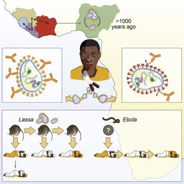 Lassa Virus 1