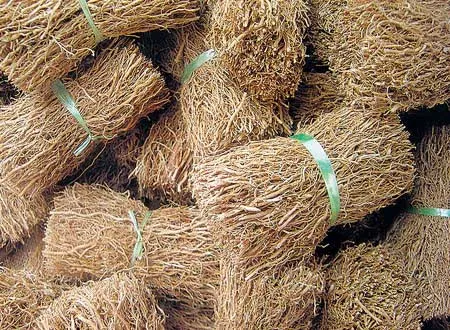 Immunity Lavanacha