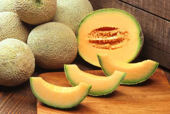 Musk Melon 1