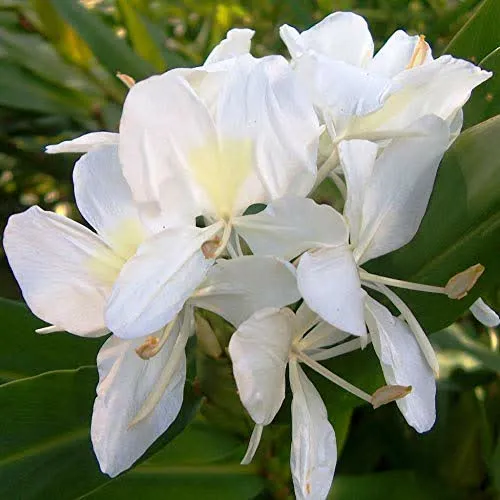 Sougandhika Flower 3