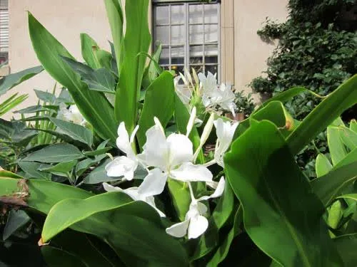 Sougandhika Flower 4