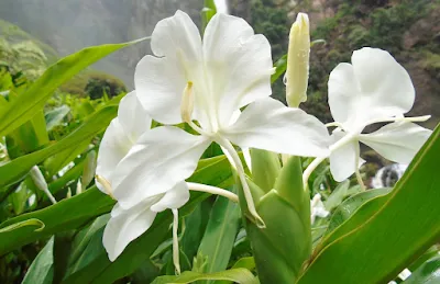 Sougandhika Flower 5