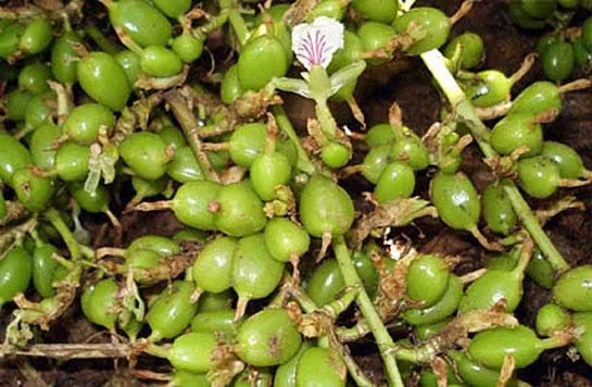 Cardamom 5