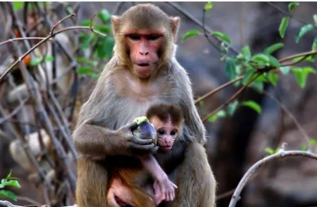 Corona Monkey 1