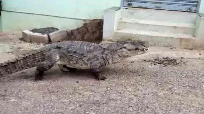 Crocodile 2 696x391 1