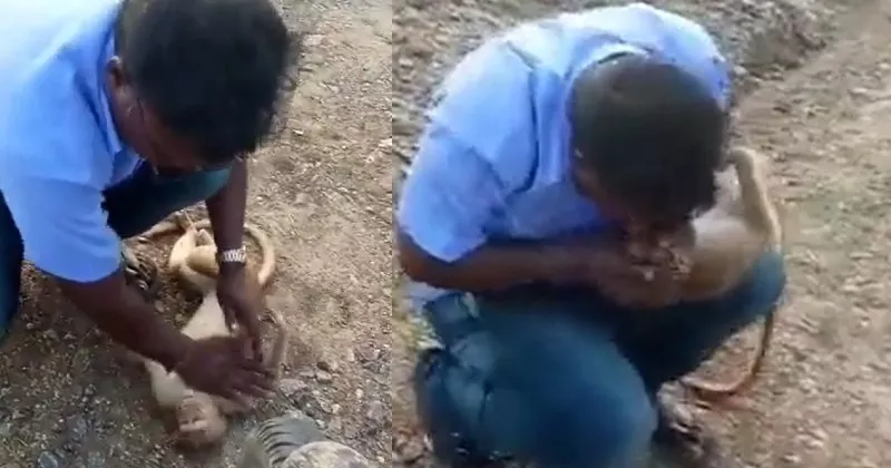 Monkey Viral Video : Tamil Nadu man saves wounded monkey with injuries