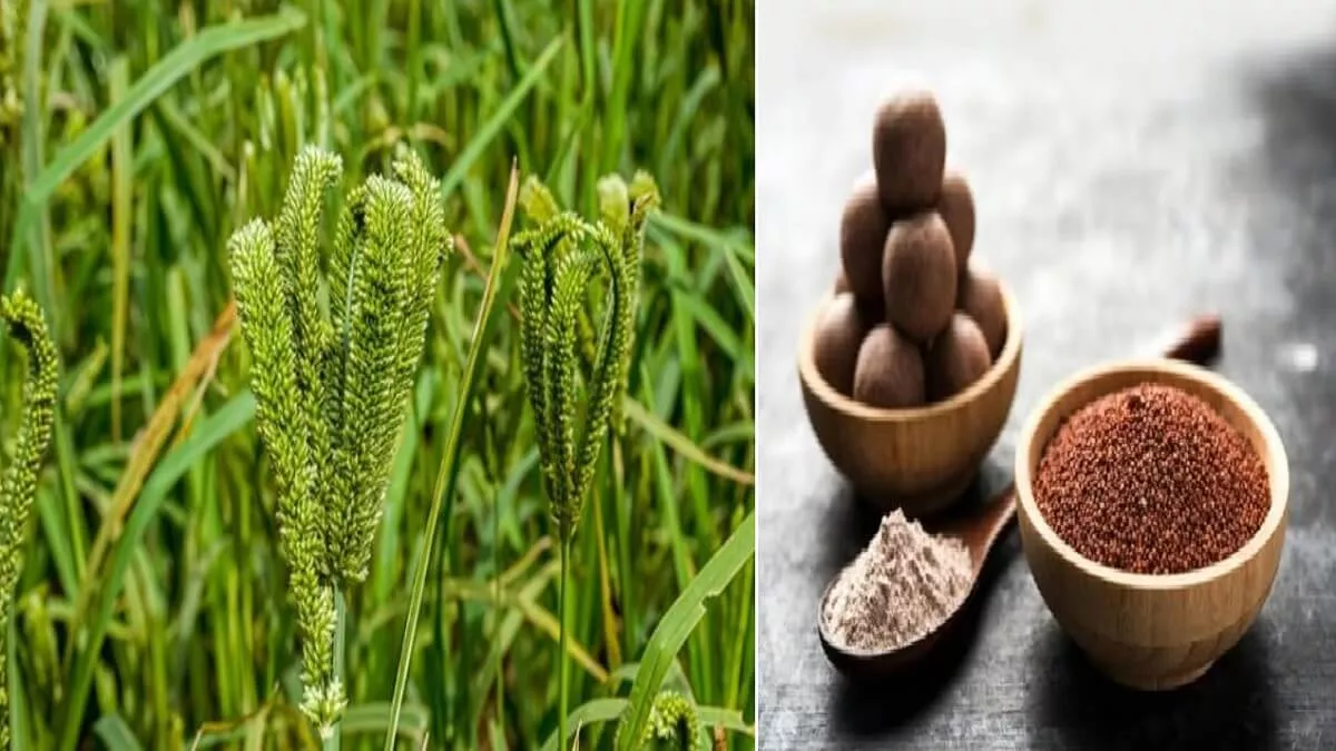 Benefits Of Ragi : Are you frequently hungry? So try ragi once