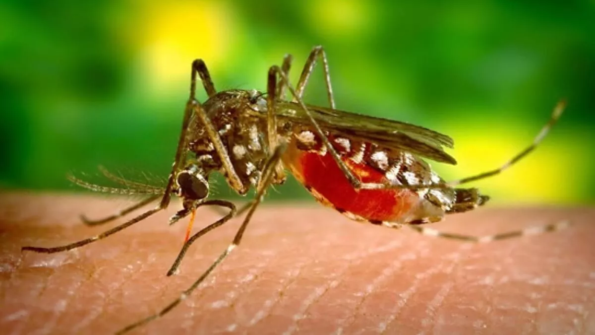 Zika virus scare begins in Karnataka Deadly virus detected in Chikkaballapur high alert Declared