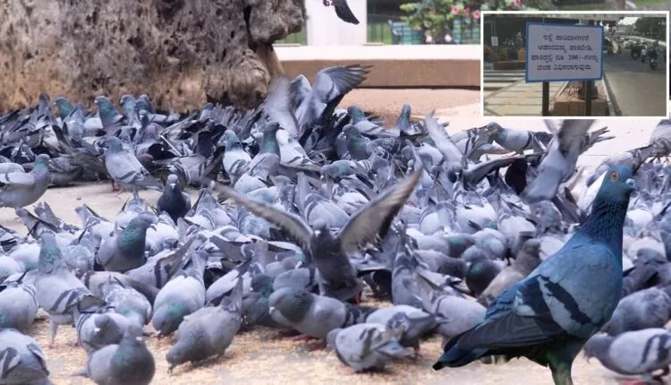 BBMP says fine for feeding pigeons in Bengaluru